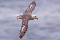 Fulmar in Flight
