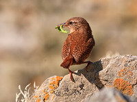 Shetland Wren