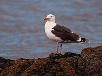 Great Black Backed Gull