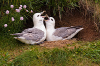 Pair of Fulmars on nest