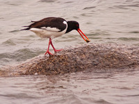Oystercatcher with Limpet