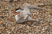 Common Terns mating