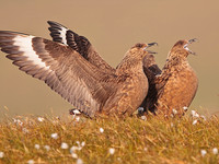 Great Skuas in full cry