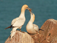 Pair of Gannets with Nesting material