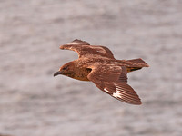 Great Skua in Flight
