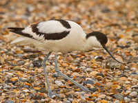 Avocet on shell beach