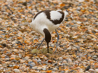Avocet tending eggs