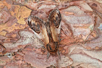 Pebble Prominent (2)