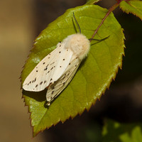 White Ermine