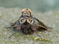Spectacled Moth (2)