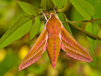 Elephant Hawkmoth