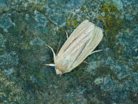 Common Wainscott
