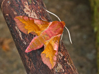 Small Elephant Hawkmoth