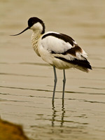 Avocet Standing