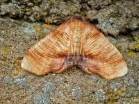 Scorched Wing