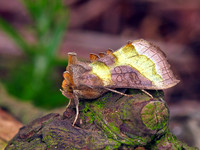 Burnished Brass
