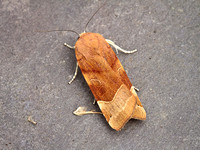 Broad Bodied Yellow Underwing