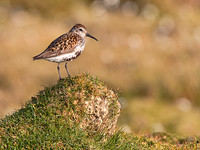 Dunlin on Rock