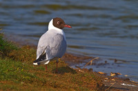 Black Headed Gull by water's edge