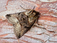 Spectacled Moth (1)