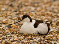 Avocet on Nest