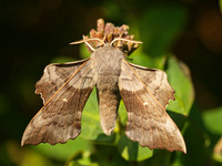 Poplar Hawkmoth