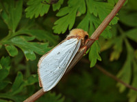 Ghost Moth