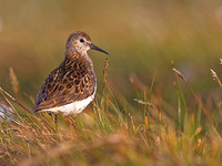 Dunlin
