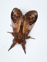 Pebble Prominent (1)