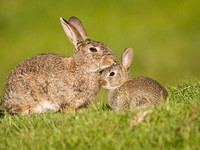 Mother and Baby Rabbit
