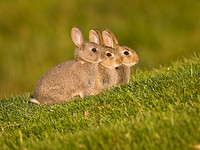 Three Baby Rabbits (2)