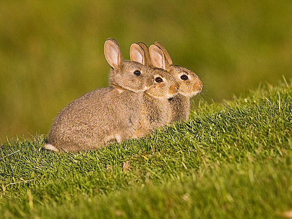 Three Baby Rabbits (2)