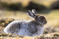 Mountain Hare (2)
