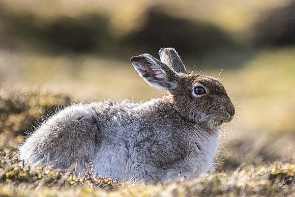 Mountain Hare (2)