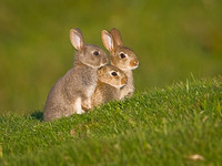 Three Baby Rabbits (1)