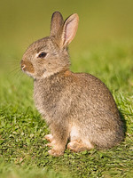 Baby Rabbit