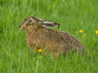 Brown Hare (2)