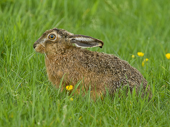 Brown Hare (2)
