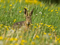Brown Hare (3)