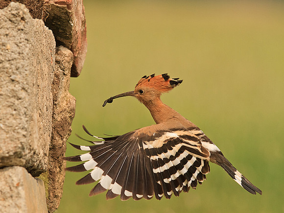 Hoopoe with food for the nest