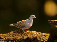 Turtle Dove