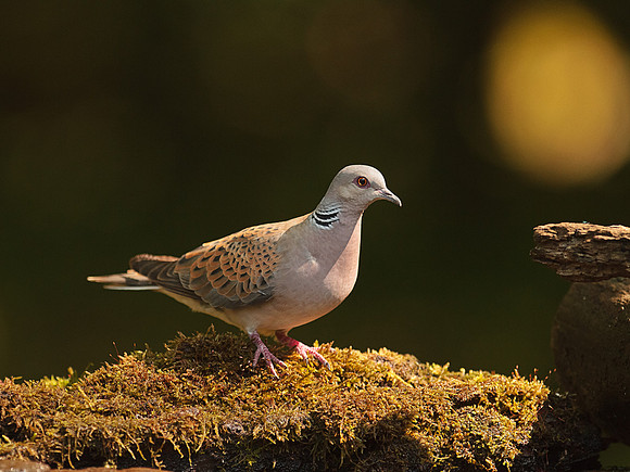 Turtle Dove