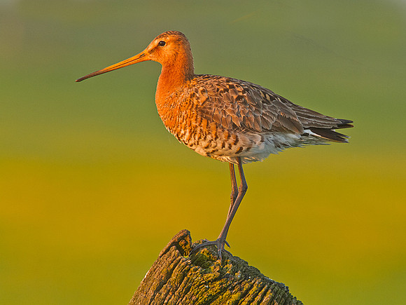 Black Tailed Godwit