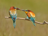 Bee-Eater offering food