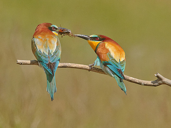 Bee-Eater offering food