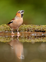Hawfinch