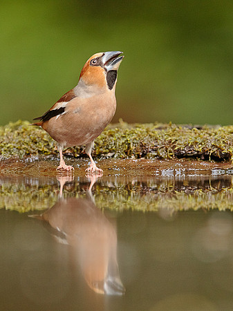 Hawfinch