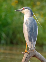Black Crowned Night Heron