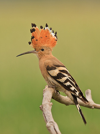 Hoopoe with crest raised