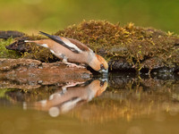 Hawfinch drinking